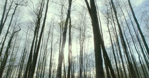 Bottom view straight tall deciduous trees without leaves Stock Footage 116534514