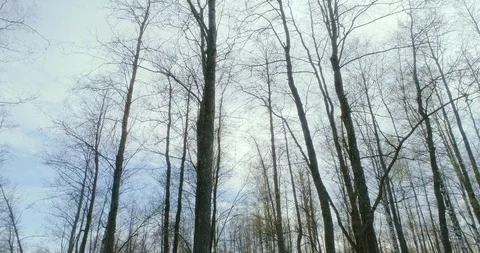 Bottom view straight tall deciduous trees without leaves Stock Footage 118370618