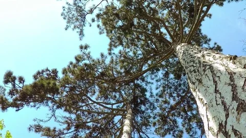 Bottom View. Summer Coniferous Forest Rotates. Stock Footage 69864626