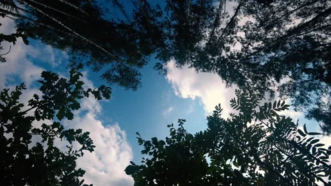 Bottom view of the summer forest Stock Footage 170668998