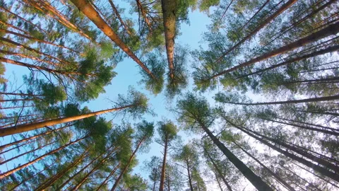 Bottom View of a Summer Pine Forest, Walking Through the Coniferous Trees Stock Footage 244794695