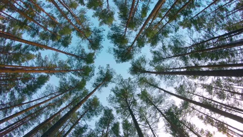 Bottom View of a Summer Pine Forest, Walking Through the Coniferous Trees Stock Footage 252395990