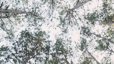 Bottom view of the sun lit pine crowns against the blue sky that rotate Stock Footage 245481874