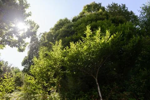 Bottom view the sun shines through the trees in a green forest Stock Photos