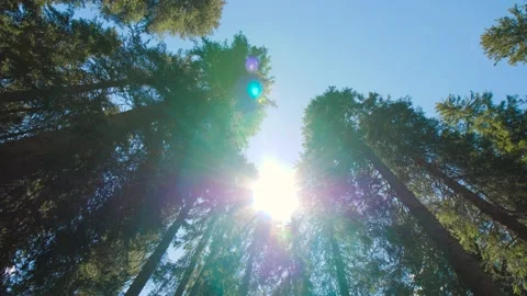 Bottom up view of sun shining through leaves of evergreen trees with blue sky. Stock Footage 157101728