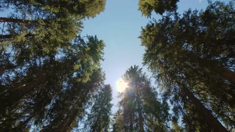 Bottom up view of sun shining through leaves of evergreen trees with blue sky. Stock Footage 157101857