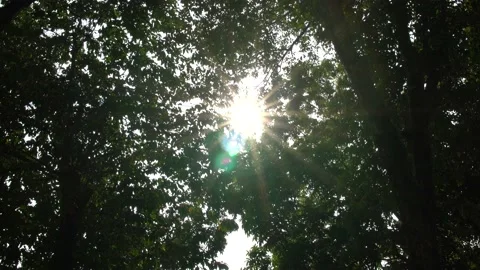 Bottom View Of Sun Shining Through Leaves Stock Footage 202252909