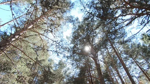 Bottom view of sun through pine trees in forest Stock Footage 118235288