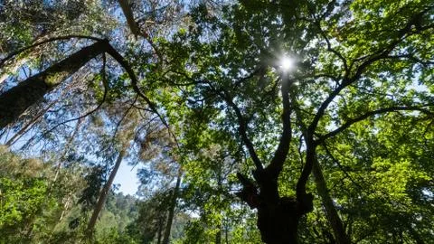 Bottom view of the sun through the tops of green eucalyptus trees, natural fo Stock-Fotos
