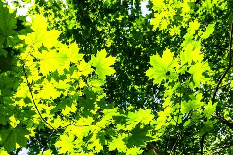 Bottom view of sunlit maple leaves in city park Fotos Stock