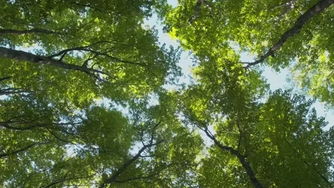Bottom view of swaying treetops in a deciduous green forest against a blue sky. Stock Footage 218285581