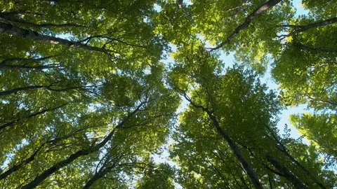 Bottom view of the swinging treetops in the forest. Stock Footage 112013490