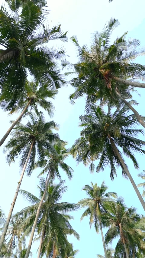 Bottom view of the tall coconut palm trees against the backdrop of the blue sky. Stock Footage 247319486