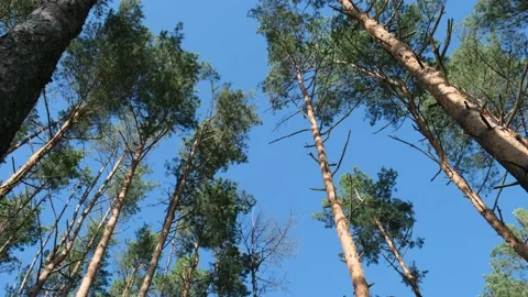 Bottom-up view of tall green pines and blue sky Stock Footage 195190786
