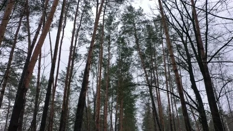 Bottom view of tall green pines in the pine forest in a overcast day Stock-Footage 201338054