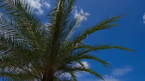 Bottom view for tall green tropical tree Stock Footage 243245457