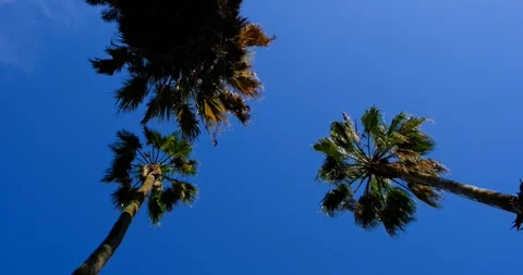 Bottom view, tall LA palm thee on blue clean background. Trees sway in the wind Stock Footage 309654244