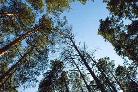 Bottom view of tall long pines and their crowns in the light of the evening Foto stock