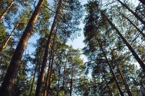 Bottom view of tall long pines and their crowns in the light of the evening Foto stock