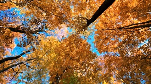 Bottom up view of tall maple trees reaching to sky in autumn time . Stock Footage 316367374