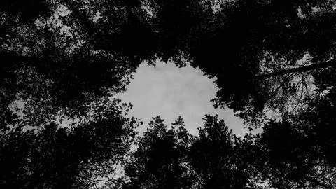 Bottom view of tall old pine trees with hole at the top Stock Photos