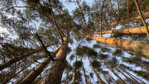 Bottom view of tall old pines in evergreen primeval forest Stock Footage 128111701