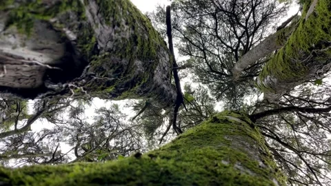 Bottom view of tall old trees in a forest Stock Footage 220221714