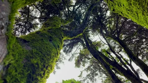 Bottom view of tall old trees in a forest Stock Footage 220221735