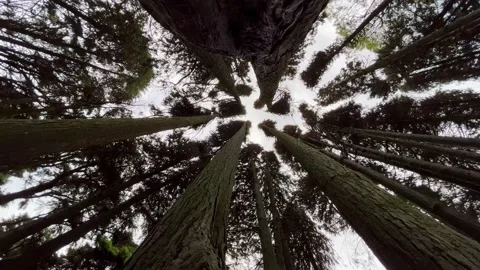 Bottom view of tall old trees in a forest Stock Footage 220686704