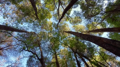 Bottom view of tall old trees in a forest Stock Footage 245002280