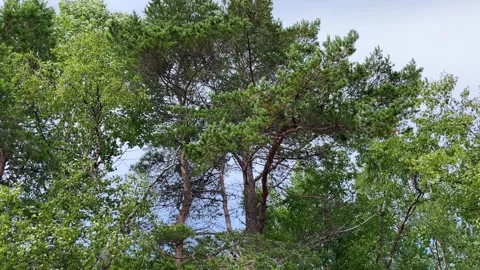 Bottom view of tall old trees in evergreen primeval forest. Stock Footage 254415141