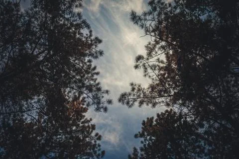 Bottom view of tall old trees in evergreen pine forest. Foto stock
