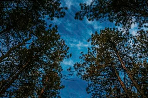Bottom view of tall old trees in evergreen pine forest. Stock Photos