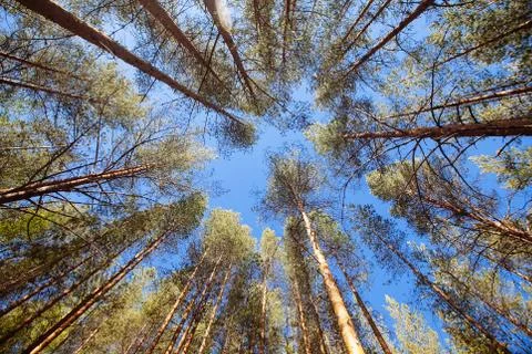 Bottom view of tall old trees in Pine forest in Karelia region, Russia. Stock Photos