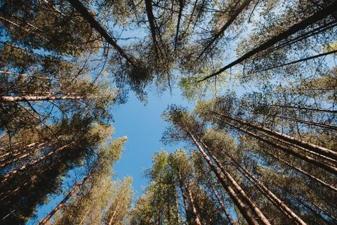 Bottom view of tall old trees in Pine forest in Karelia region, Russia. Stock Photos