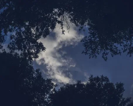 Bottom view of tall old trees, blue sky and clouds in deciduous forest. Фото