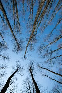 Bottom up view of tall old trees in a pine spring forest. Stockfoto's
