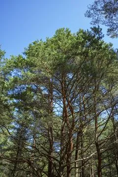 Bottom view of tall old trees in evergreen primeval forest of nature reserve Stock Photos