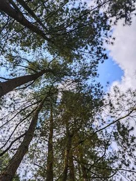 Bottom view of tall old trees in evergreen forest Stock Photos