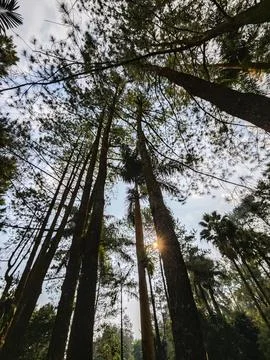 Bottom view of tall old trees in evergreen forest Stock Photos