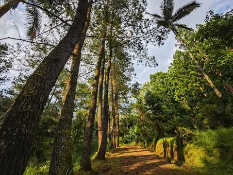 Bottom view of tall old trees in evergreen forest Stock Photos