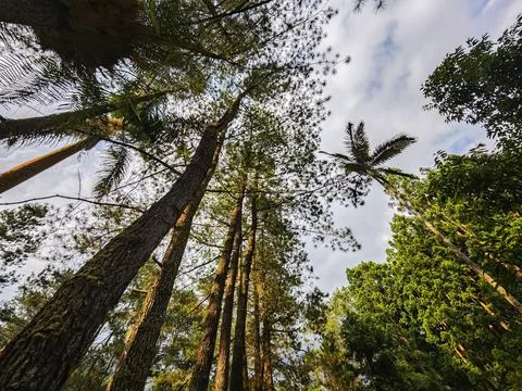 Bottom view of tall old trees in evergreen forest Stock Photos