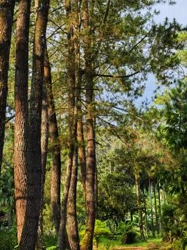 Bottom view of tall old trees in evergreen forest Stock Photos