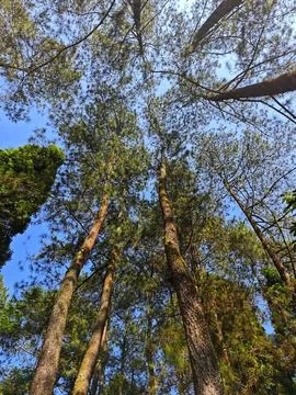 Bottom view of tall old trees in evergreen forest Stock Photos