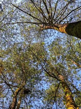 Bottom view of tall old trees in evergreen forest Stock Photos