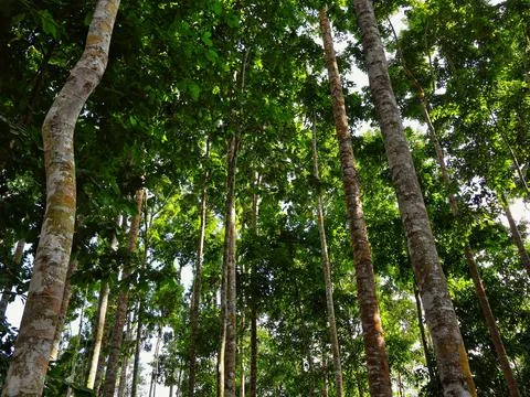 Bottom view of tall old trees in evergreen Stock Photos