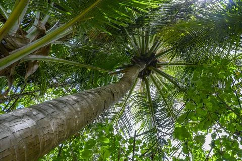 Bottom view of a tall palm tree in the rainforest Stock Photos