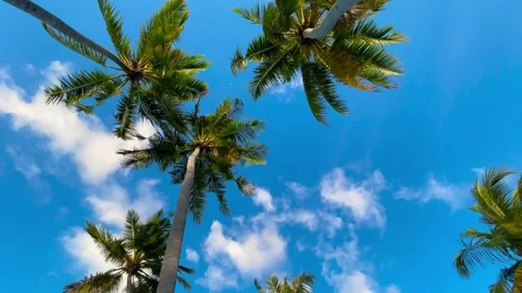 Bottom up view of tall palm trees in Queensland, Australia Stock Footage 239010736