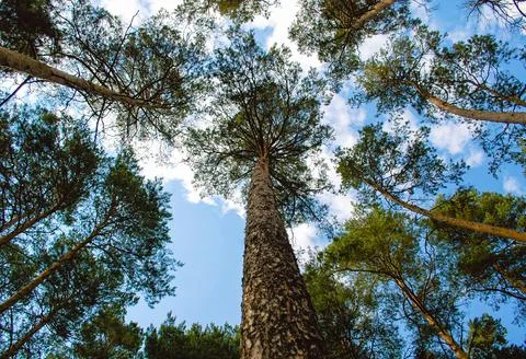 Bottom view of a tall pine tree and its trunk with spreading branches Foto stock