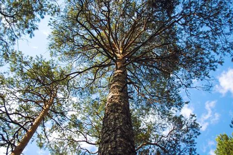 Bottom view of a tall pine tree and its trunk with spreading branches Foto stock